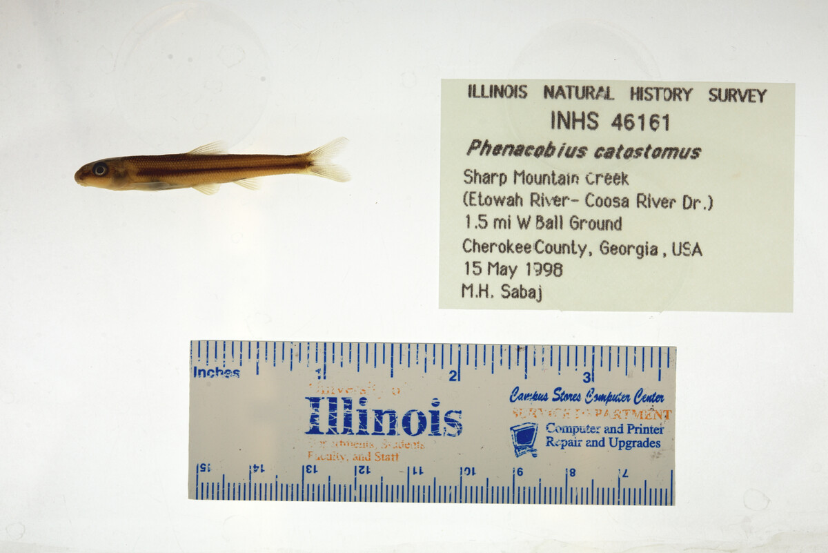 Phenacobius catostomus image