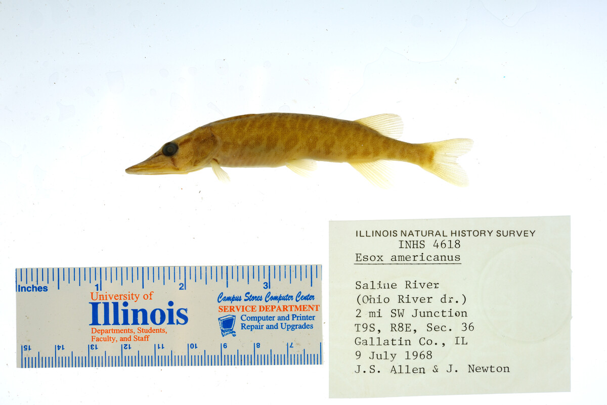 Esox americanus image