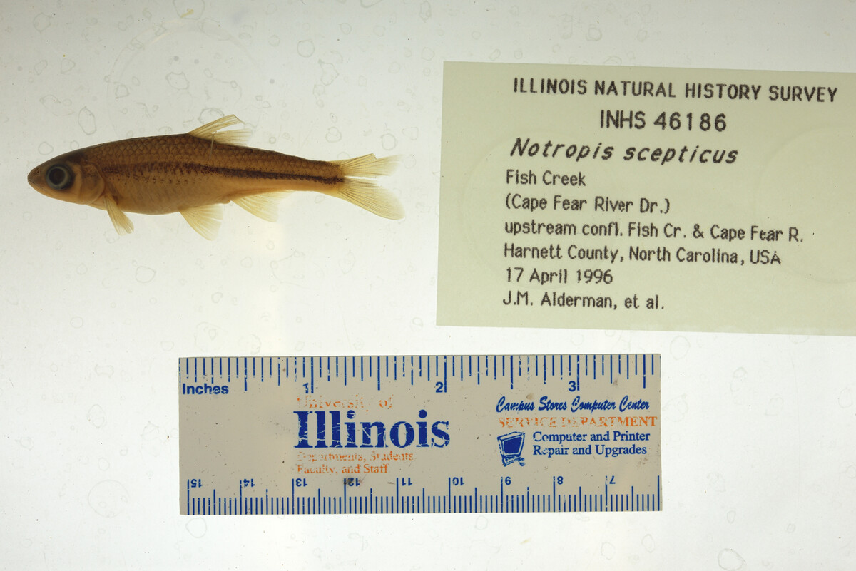 Notropis scepticus image