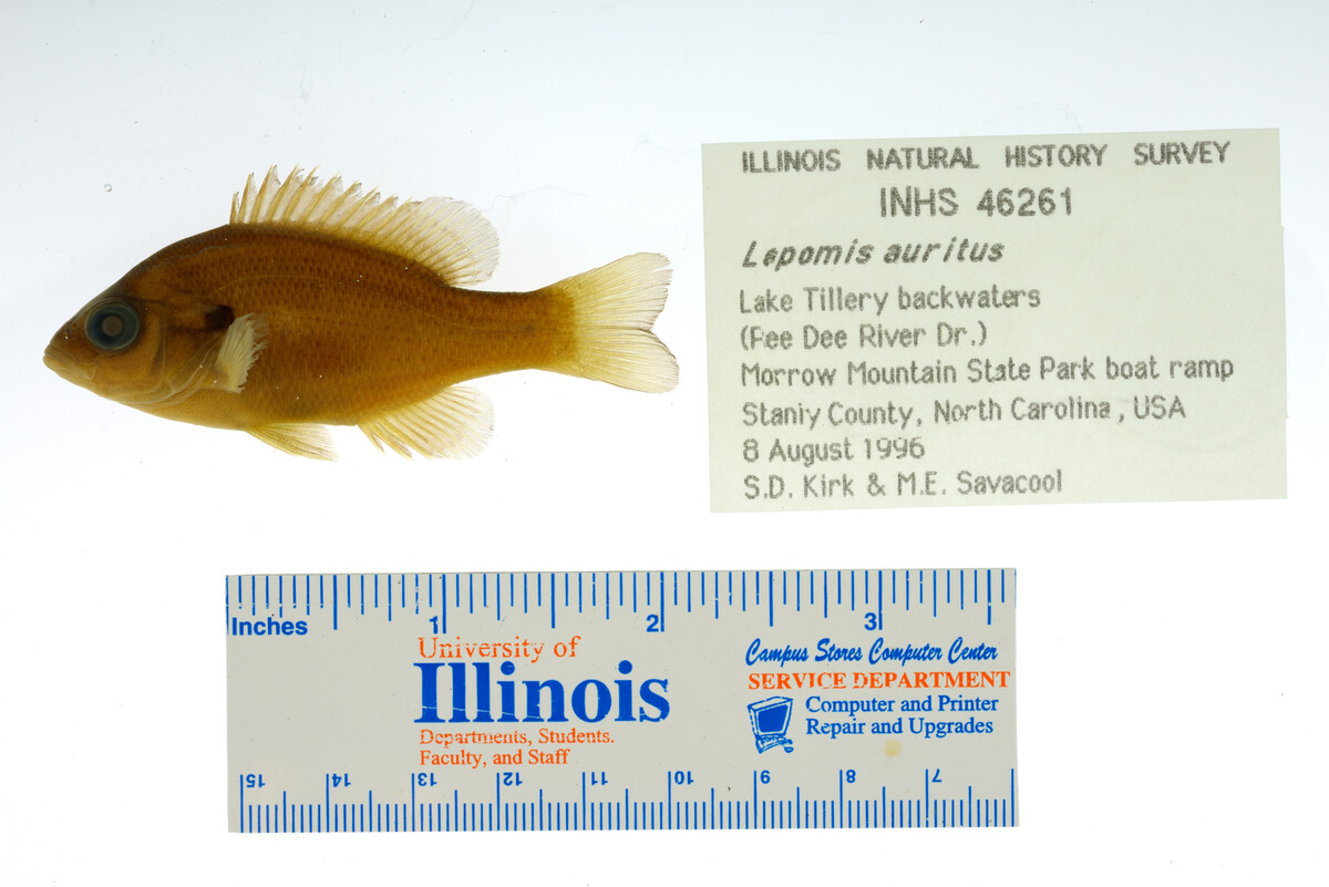 Lepomis auritus image