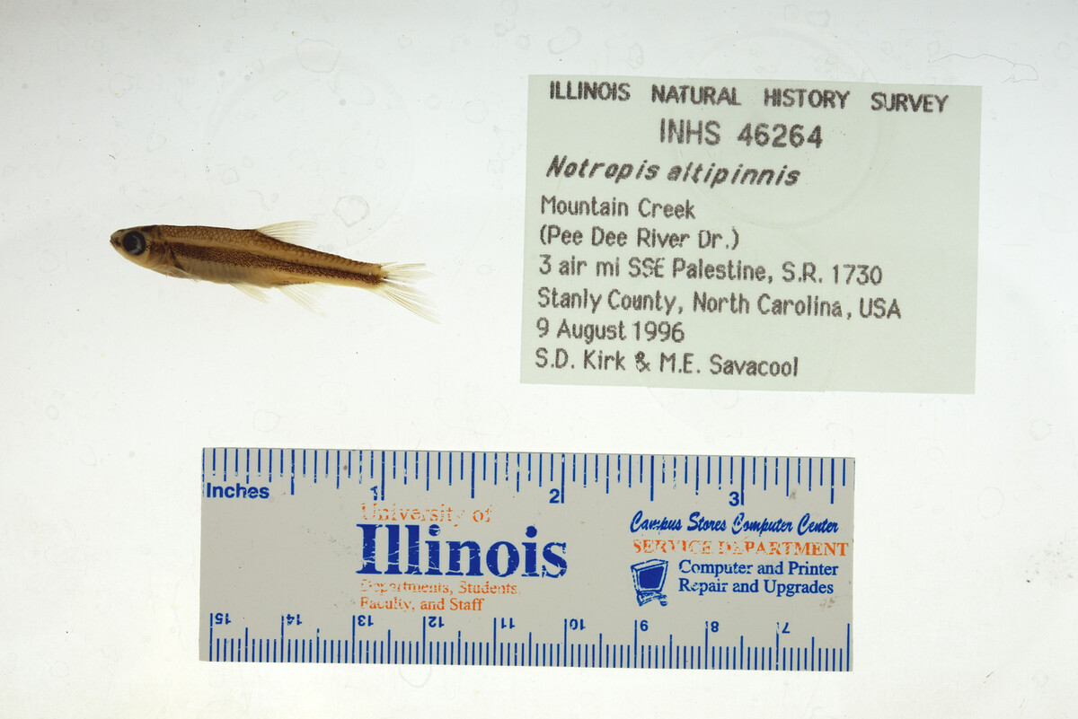 Notropis altipinnis image