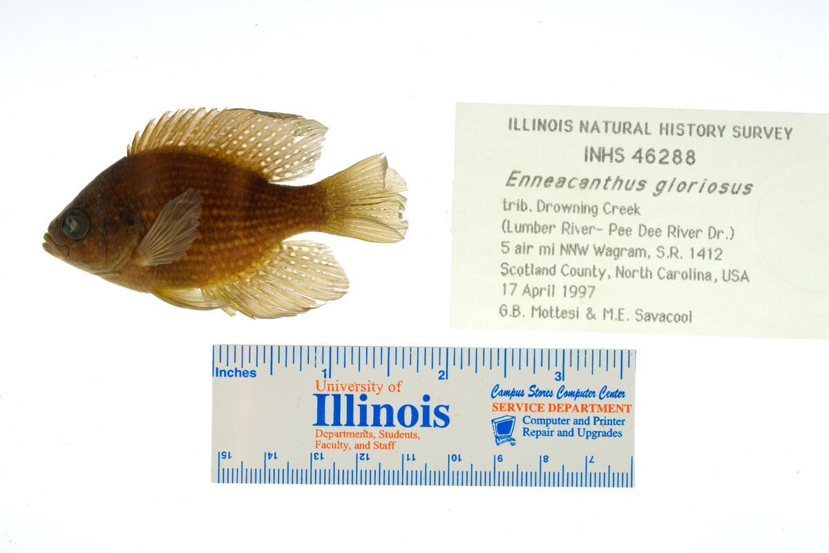 Enneacanthus gloriosus image