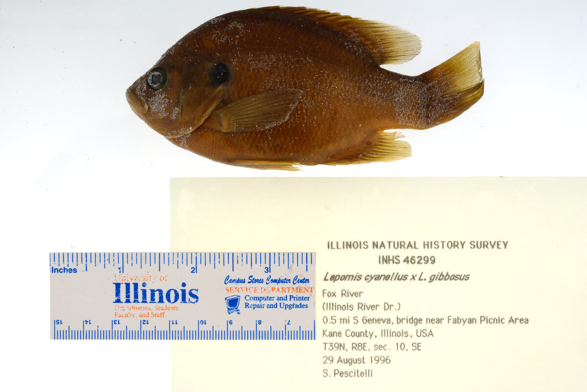 Lepomis gibbosus image