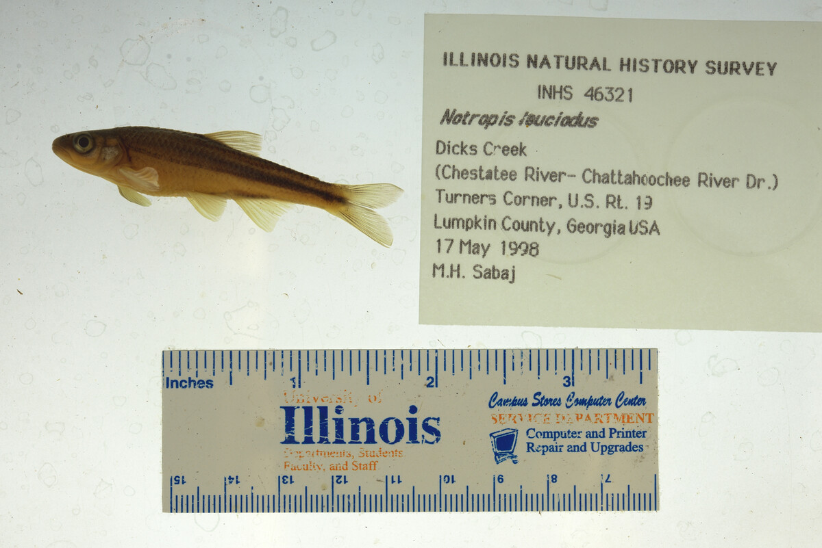 Notropis leuciodus image