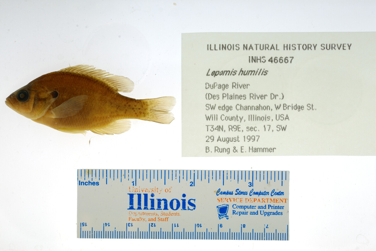 Lepomis humilis image