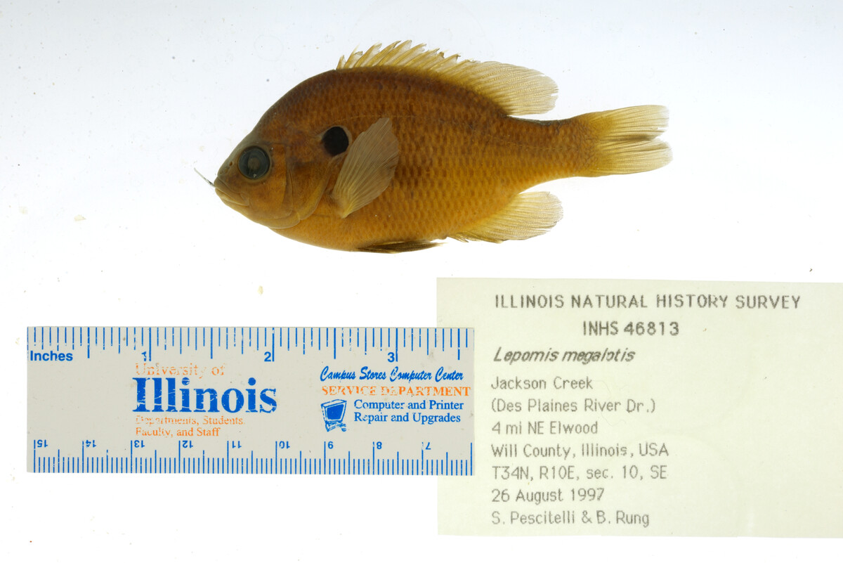 Lepomis megalotis image