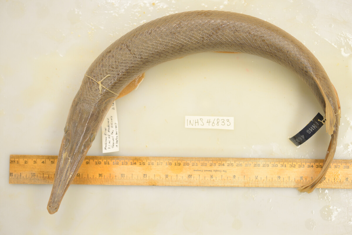 Lepisosteus platostomus image