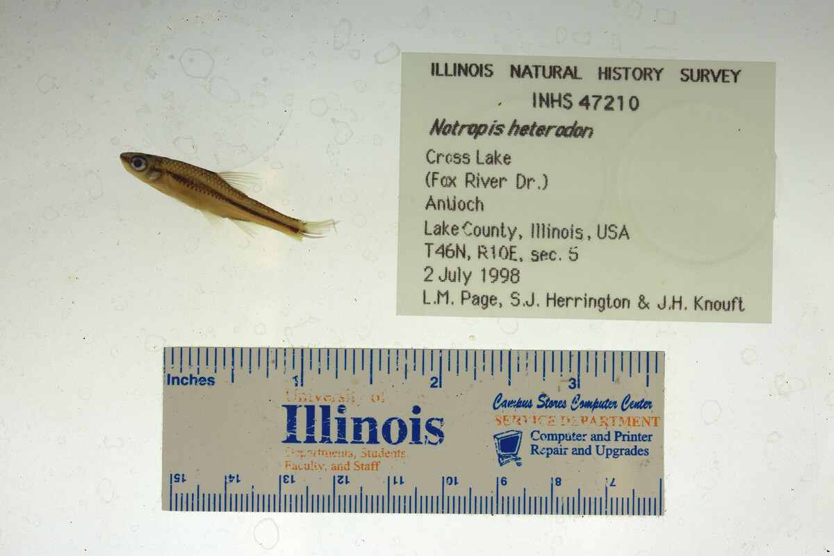 Notropis heterodon image