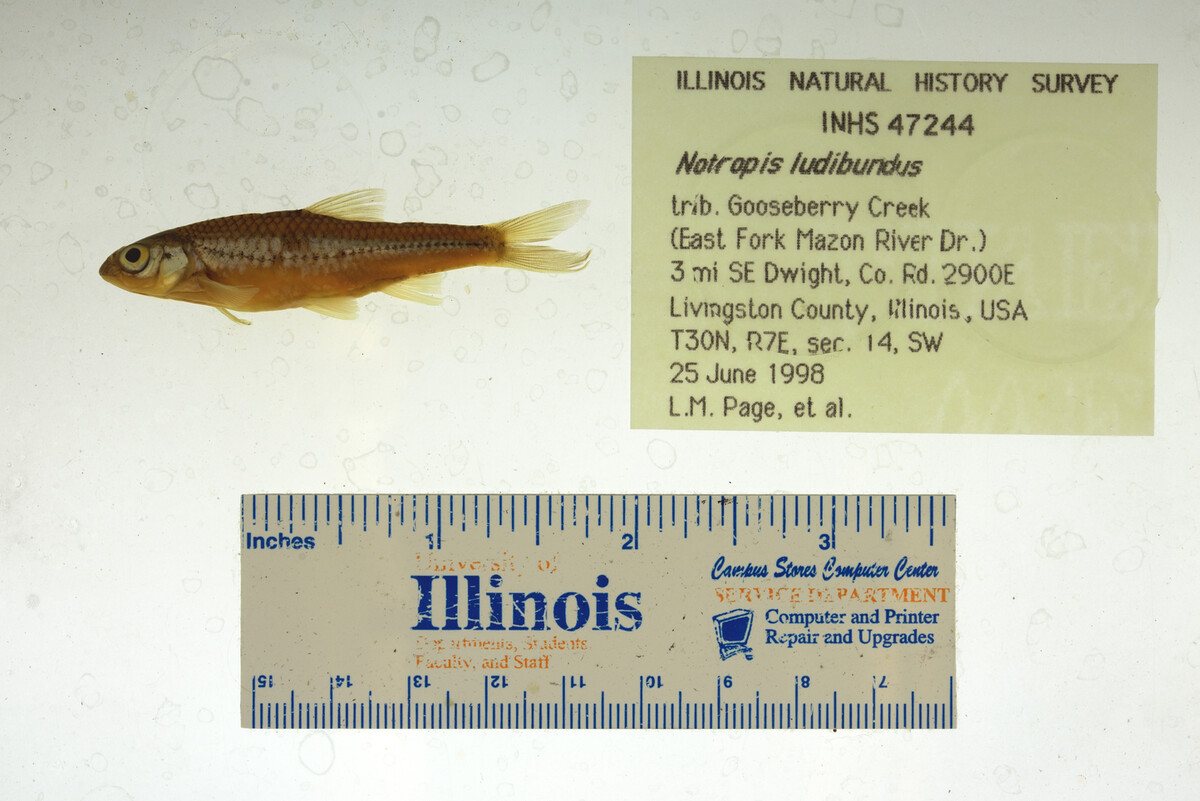Notropis stramineus image