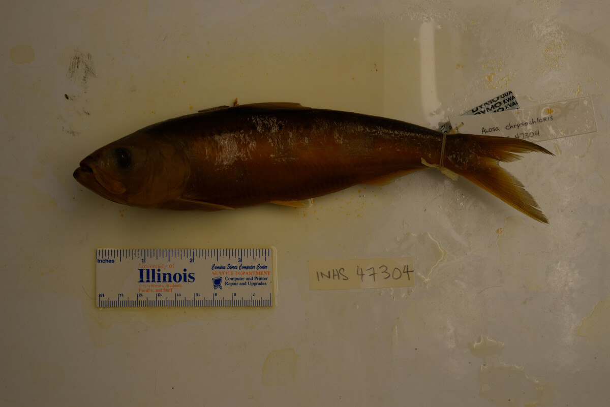 Alosa chrysochloris image