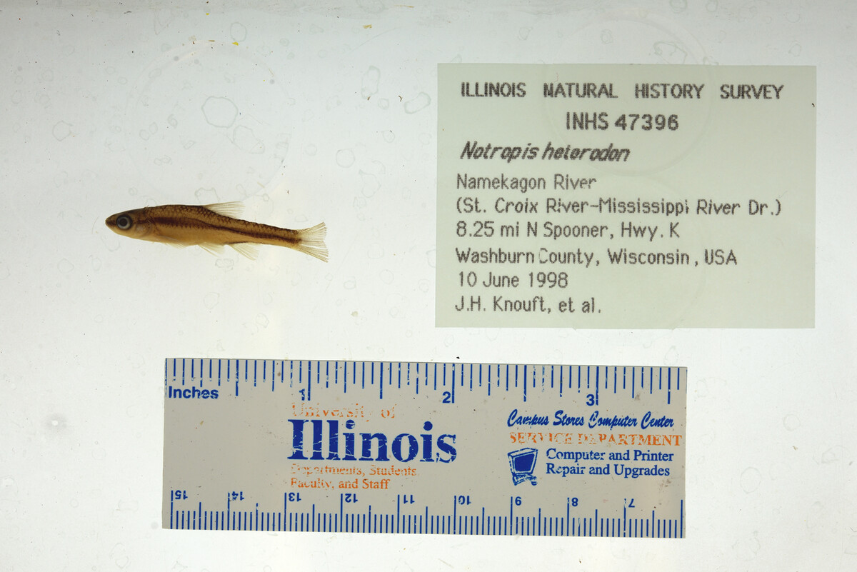 Notropis heterodon image