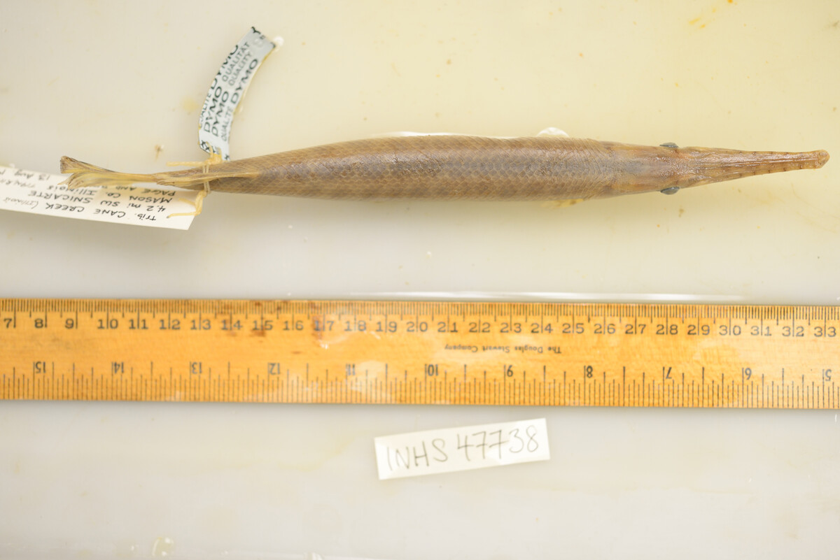 Lepisosteus oculatus image