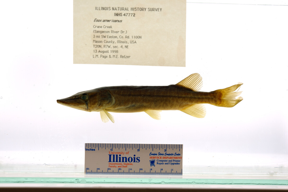 Esox americanus image
