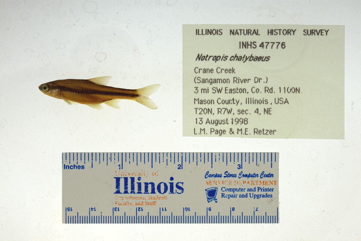 Notropis chalybaeus image