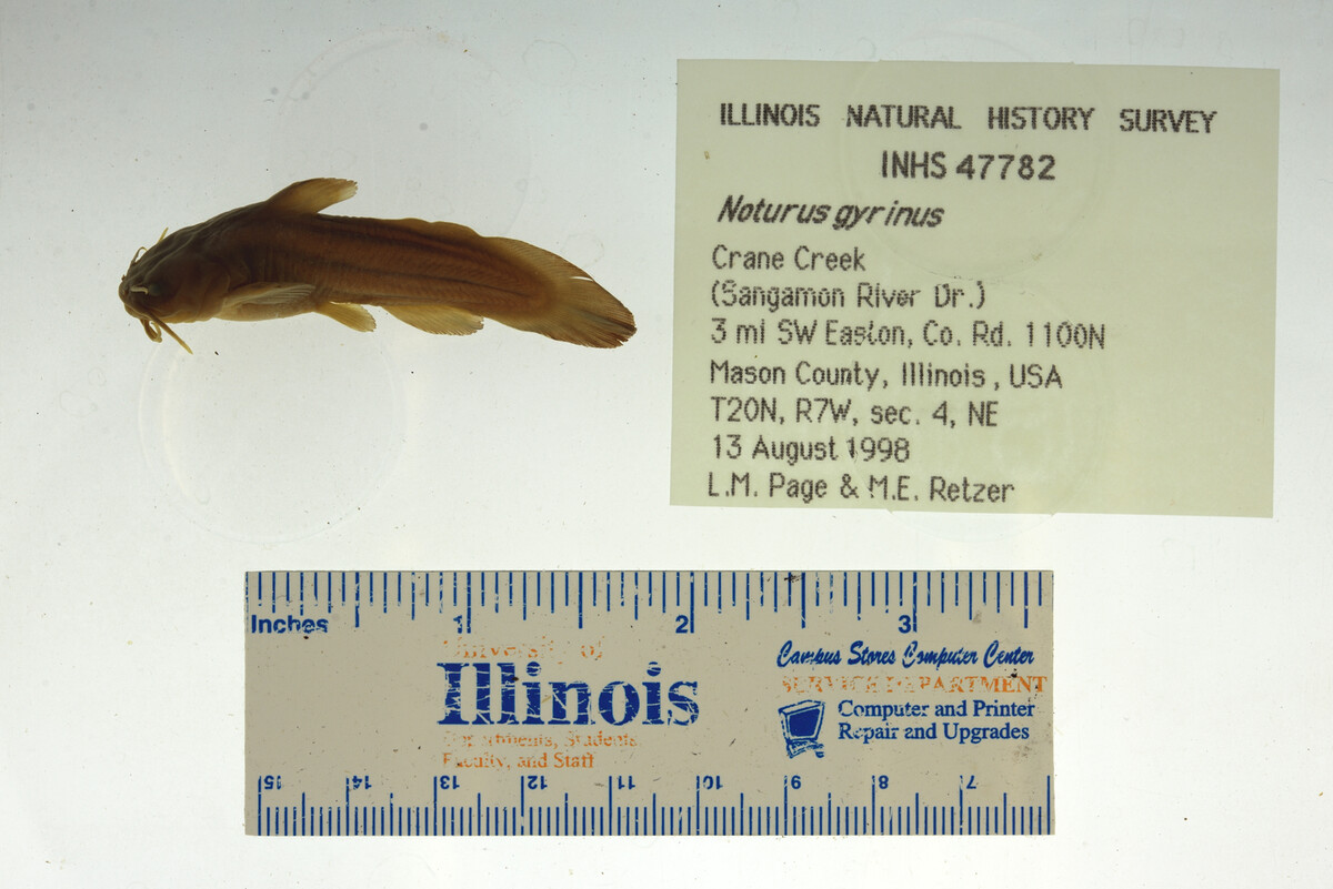 Noturus gyrinus image