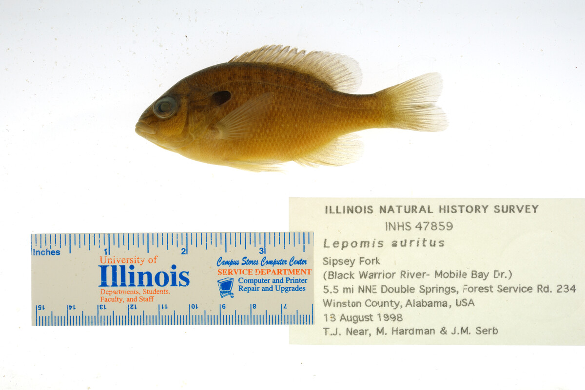 Lepomis auritus image