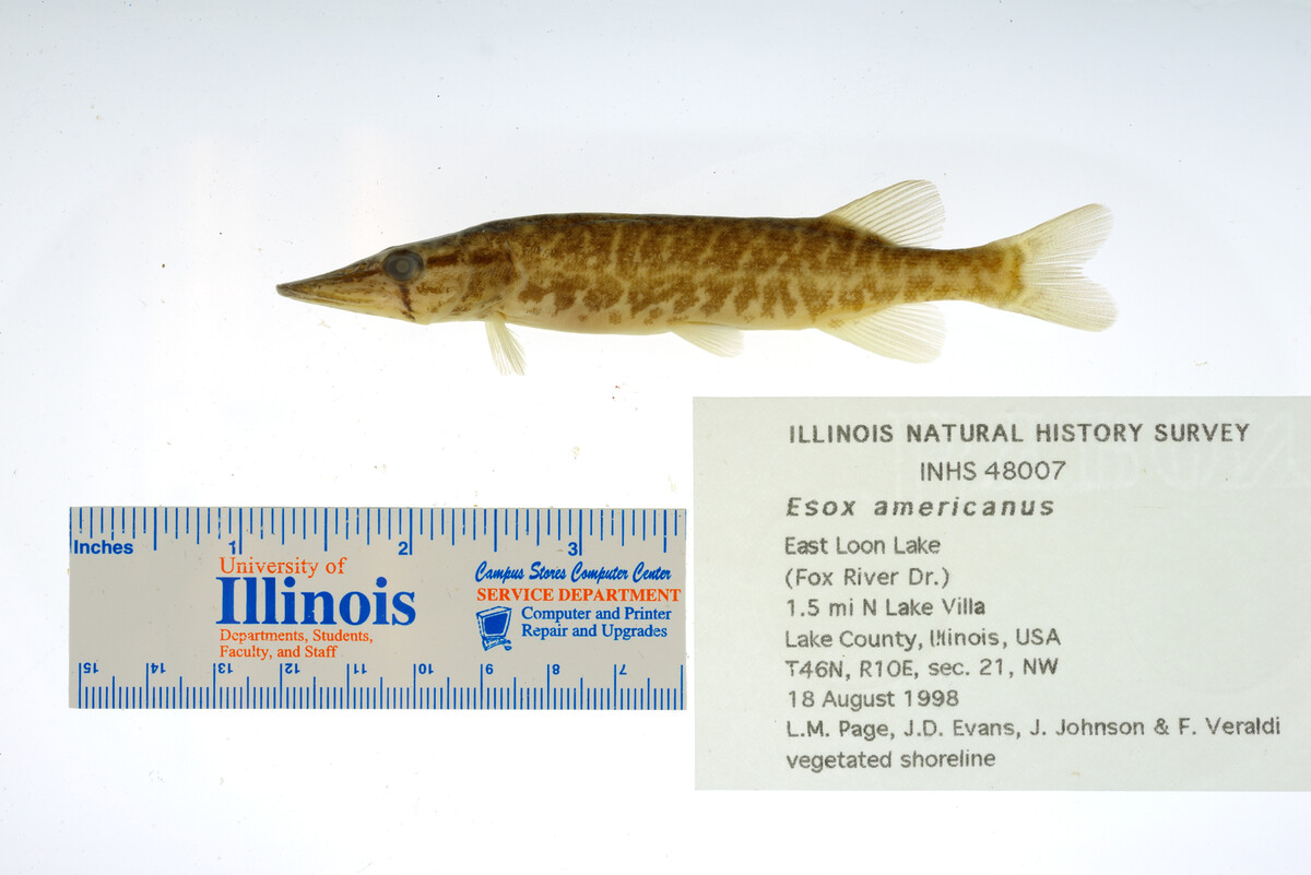 Esox image