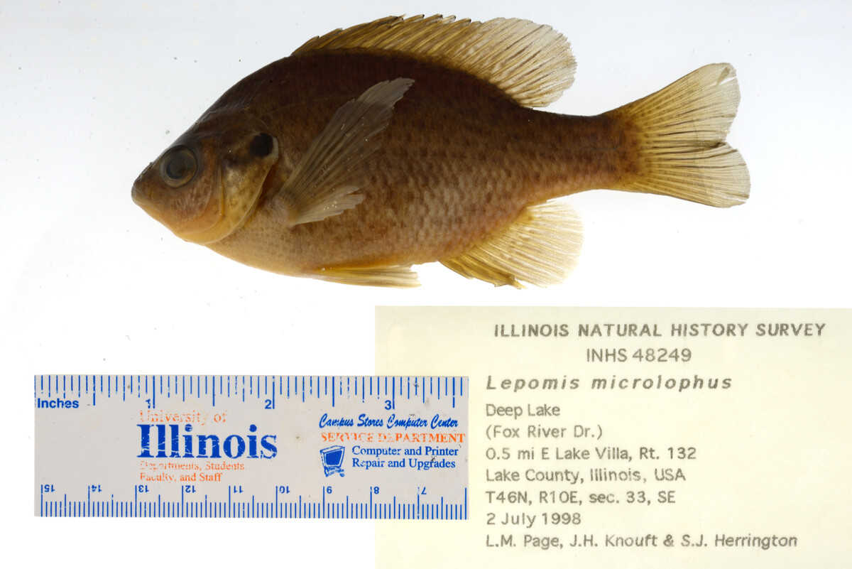 Lepomis microlophus image
