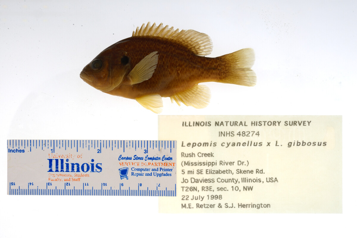 Lepomis gibbosus image