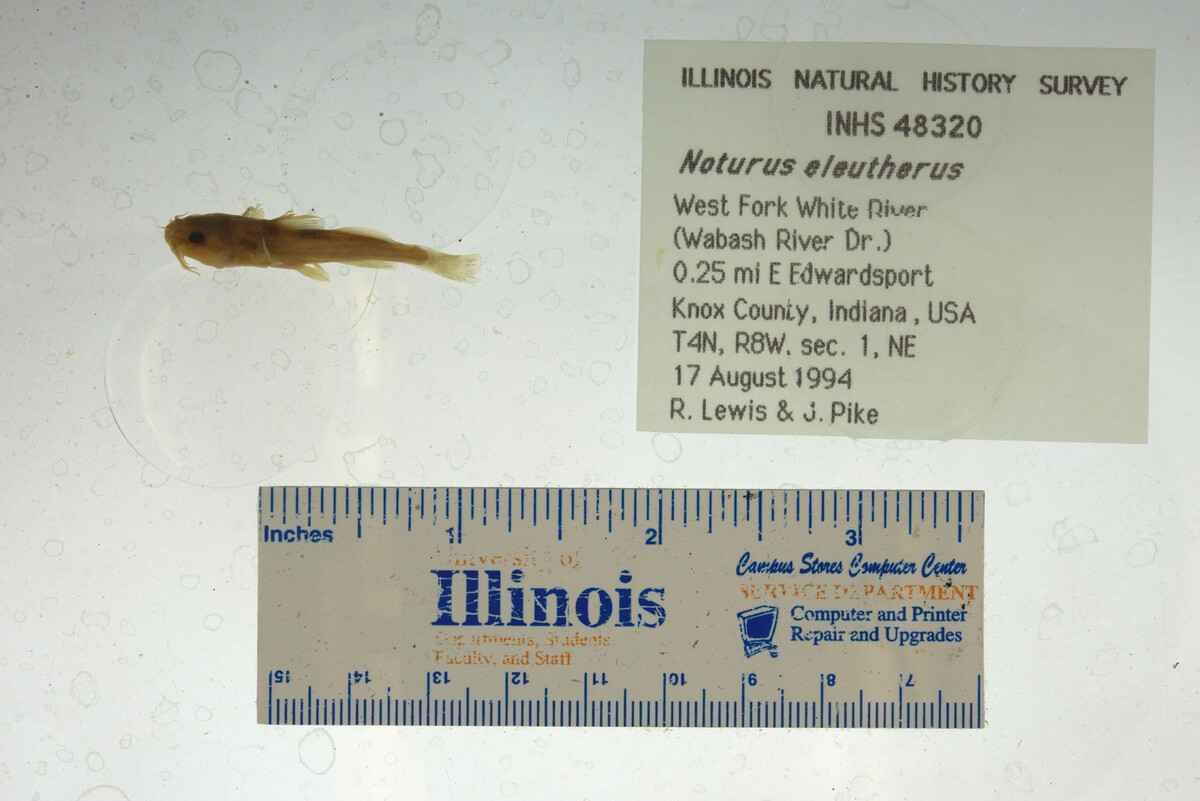 Noturus eleutherus image