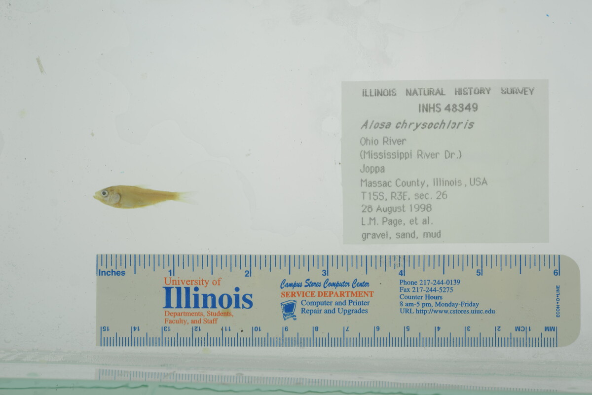 Alosa chrysochloris image