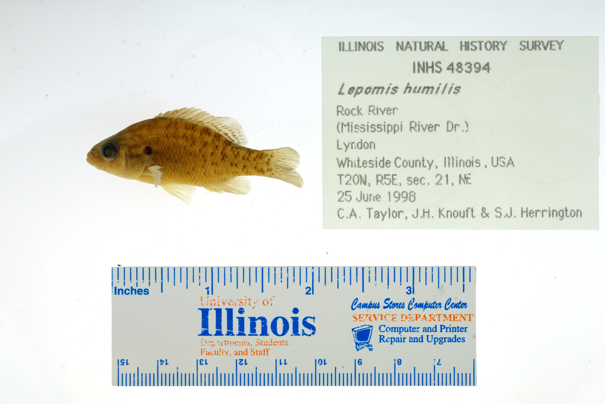 Lepomis humilis image