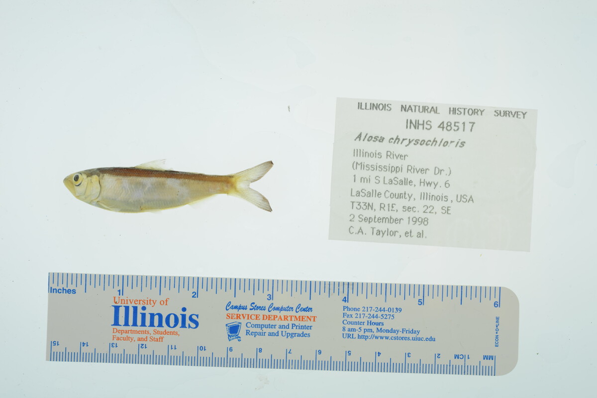 Alosa chrysochloris image