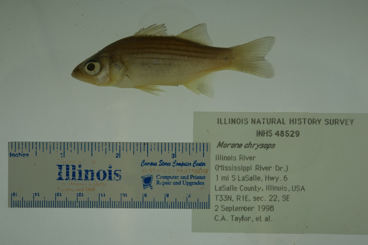 Morone chrysops image