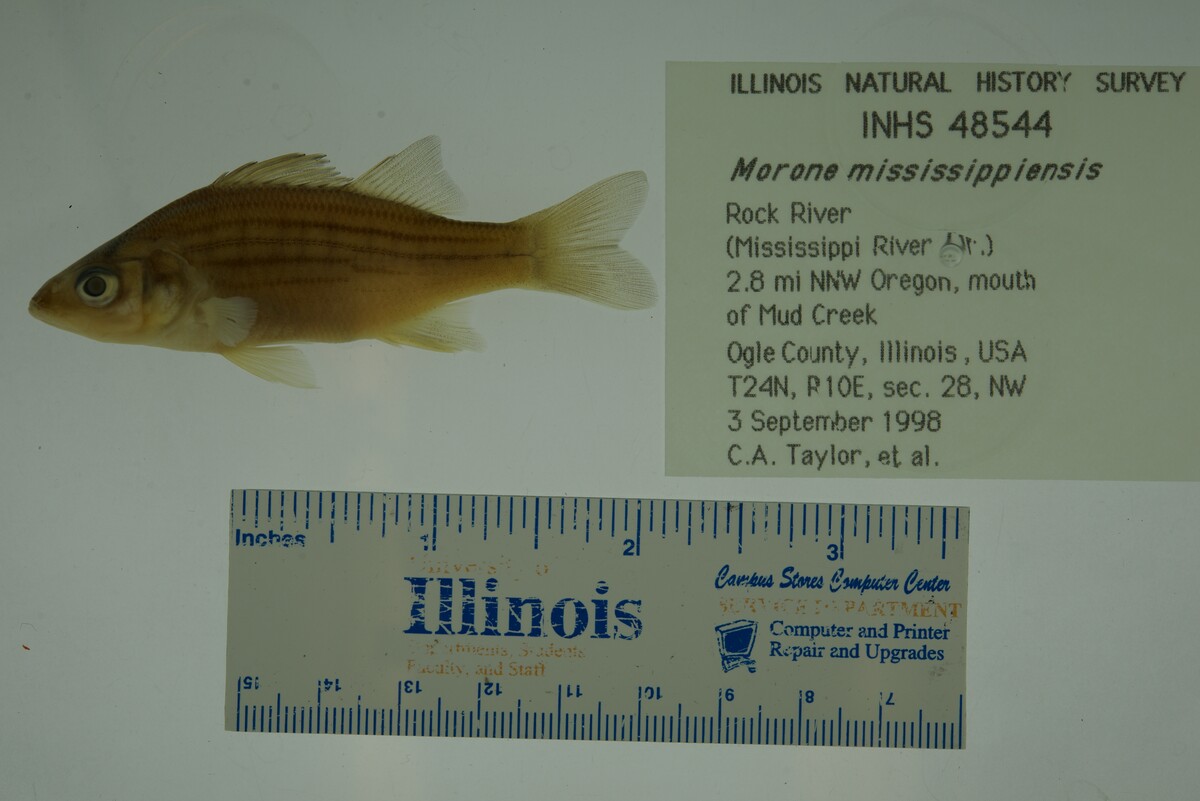 Morone mississippiensis image