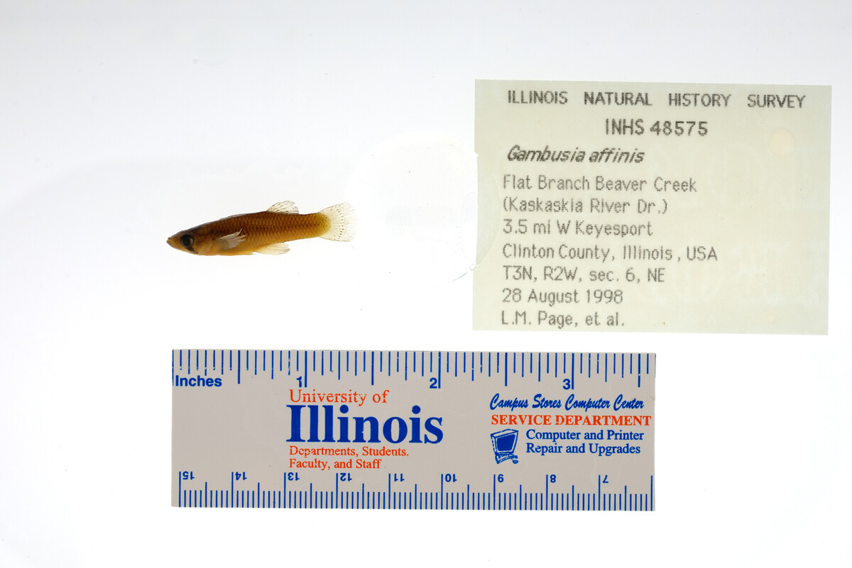 Gambusia affinis image