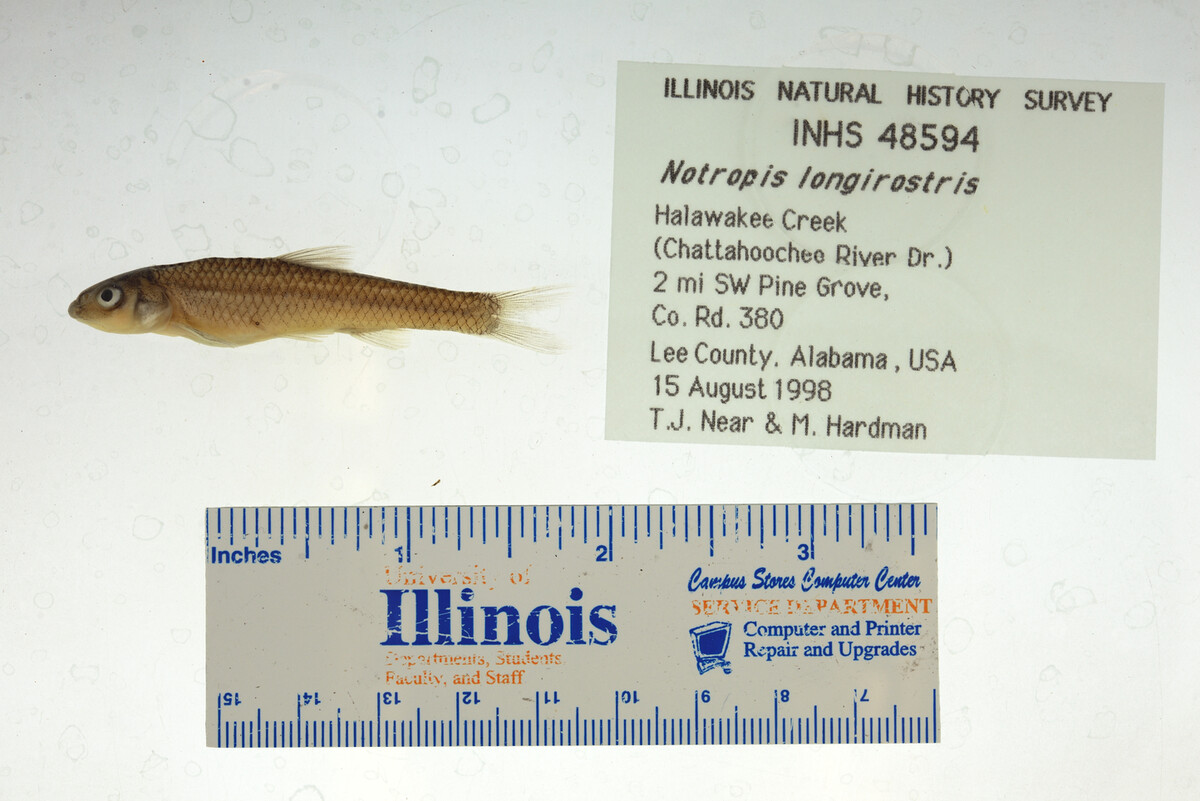 Notropis longirostris image