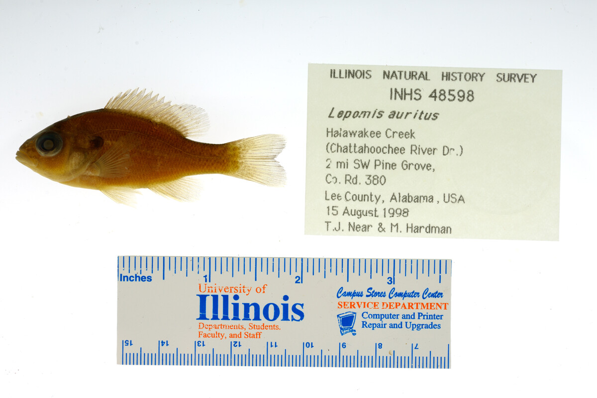 Lepomis auritus image