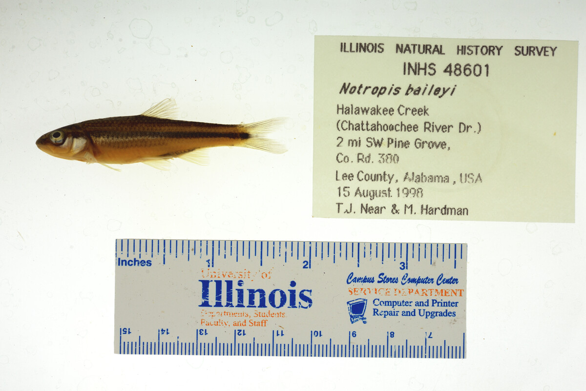 Notropis baileyi image
