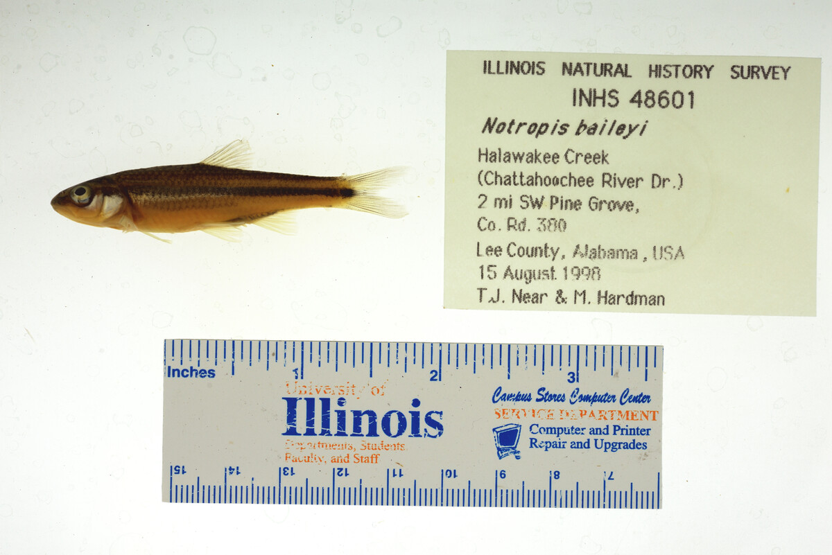 Notropis baileyi image