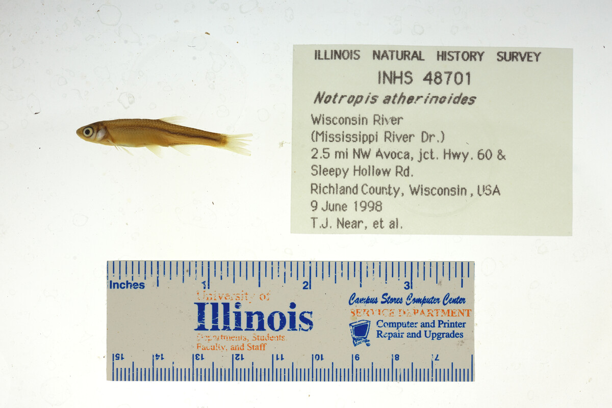 Notropis atherinoides image