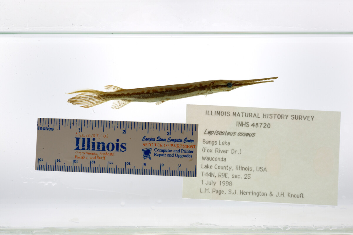 Lepisosteus osseus image