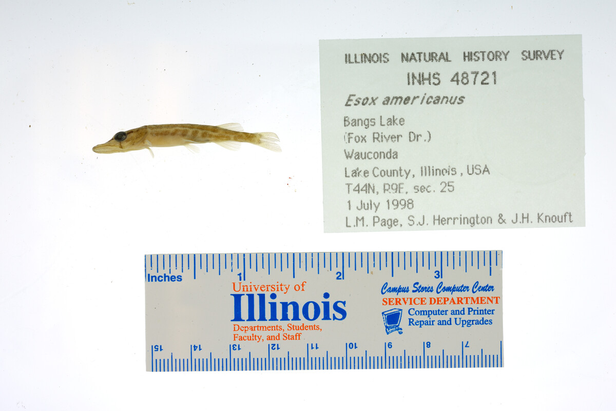 Esox americanus image