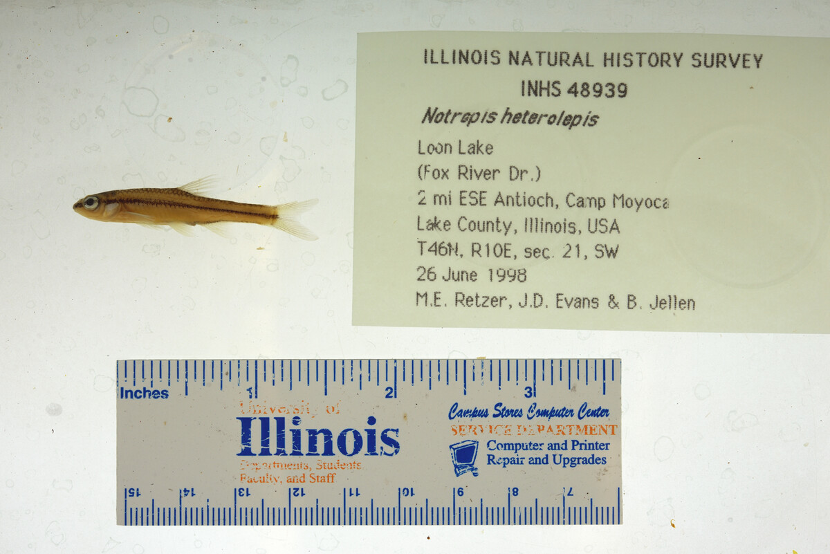 Notropis heterolepis image