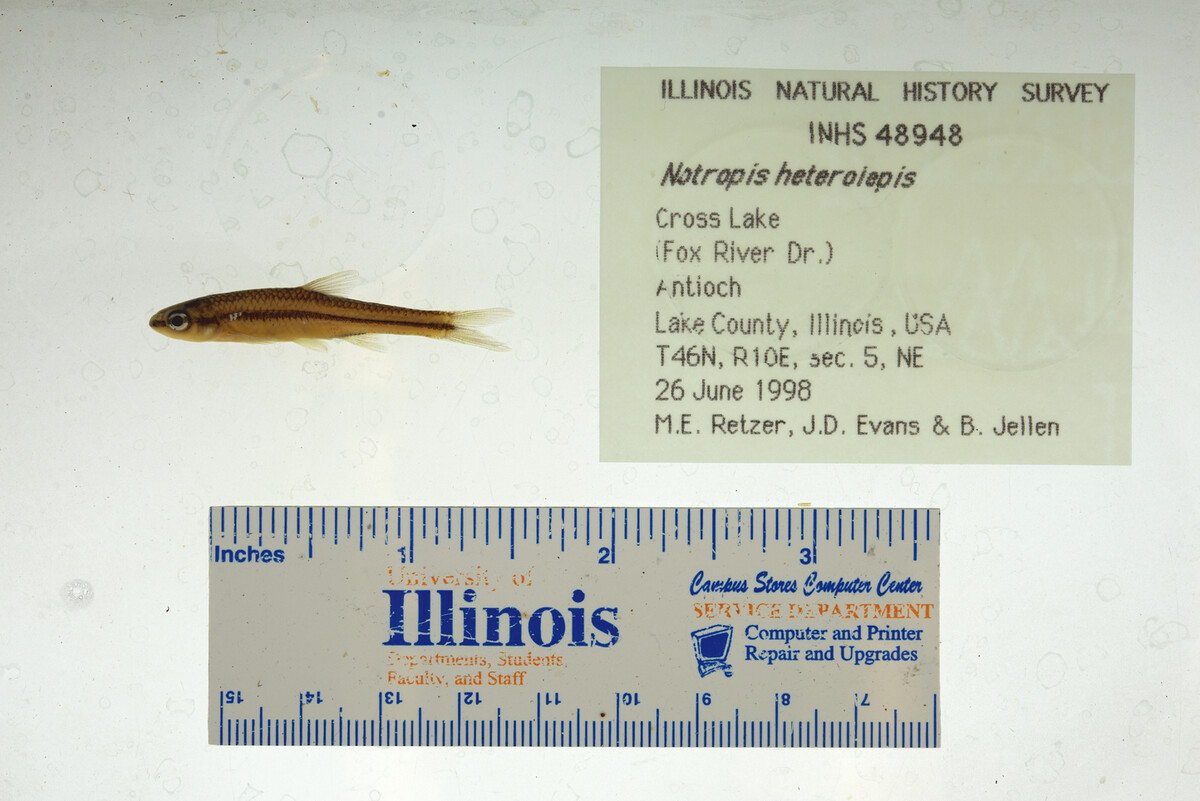 Notropis heterolepis image
