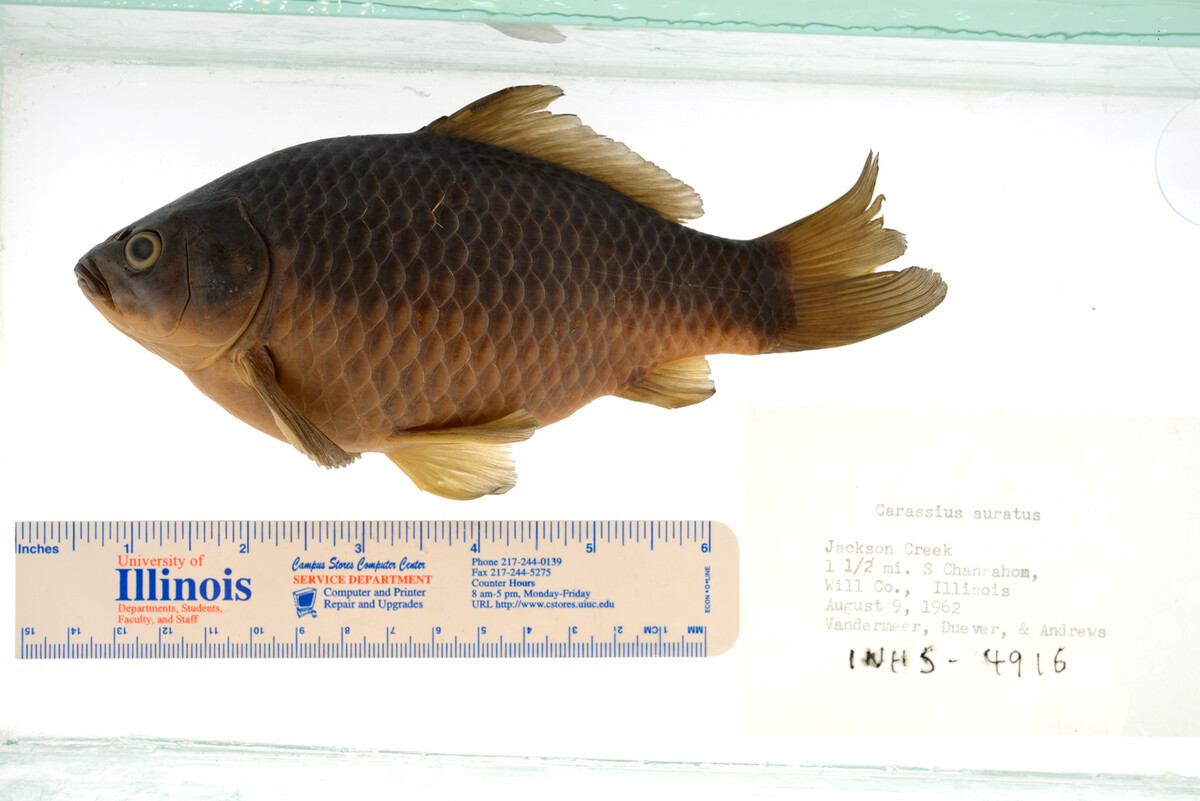 Carassius image