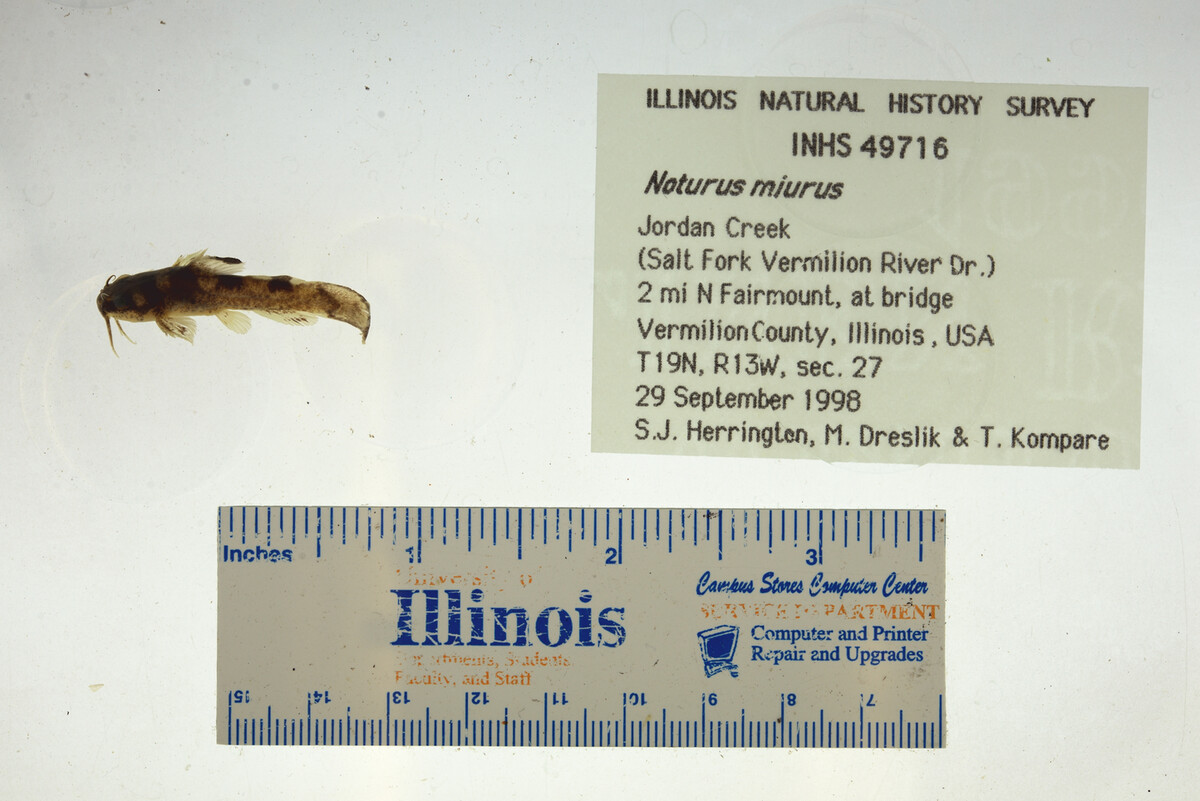 Noturus miurus image