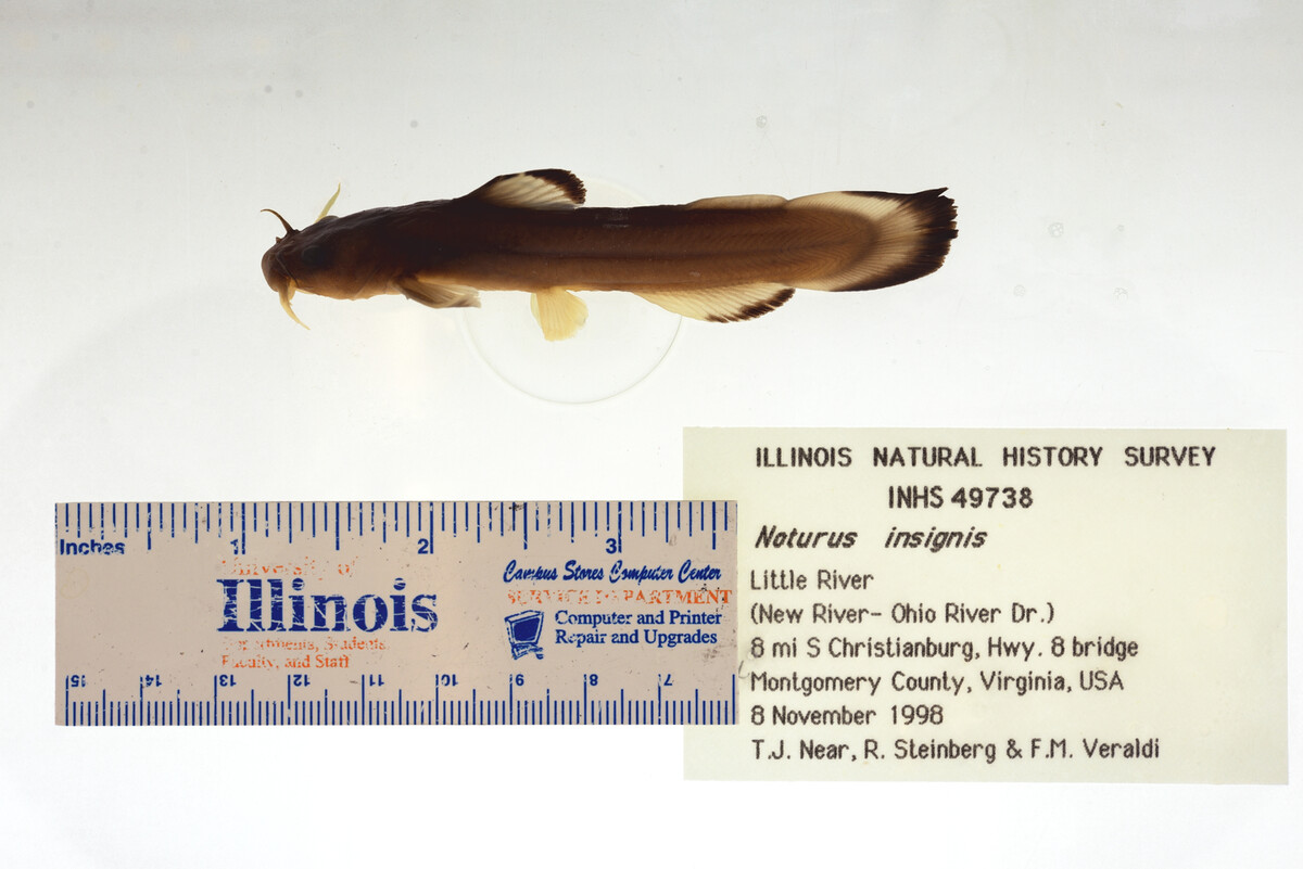 Noturus insignis image
