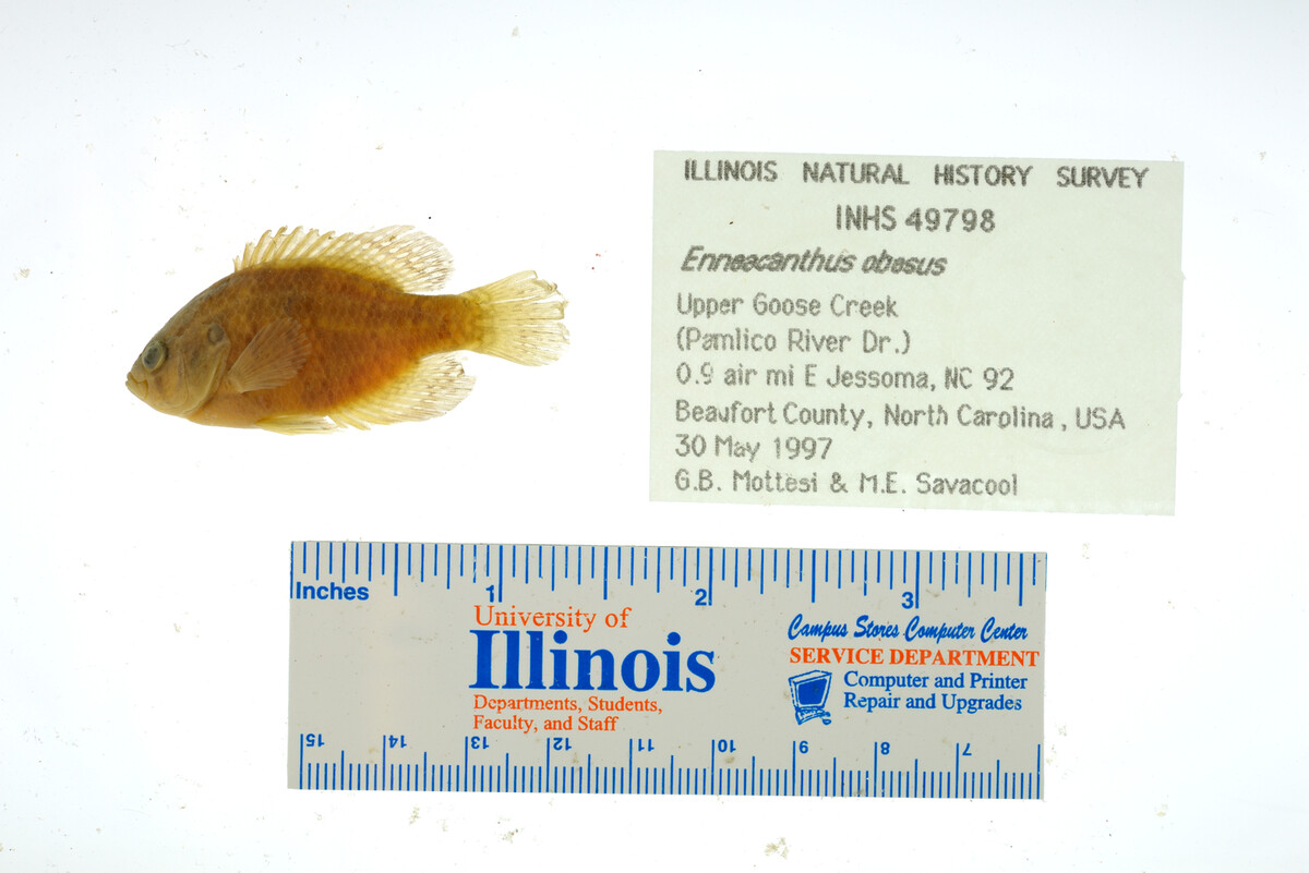 Enneacanthus obesus image