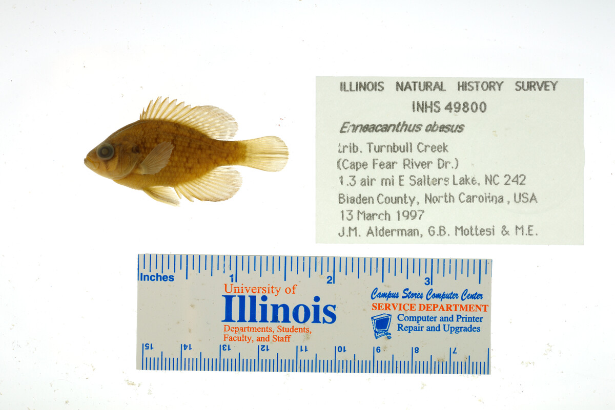 Enneacanthus obesus image