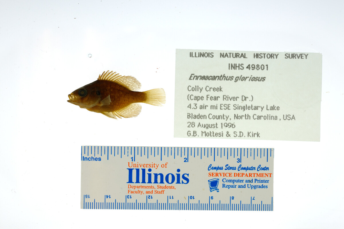Enneacanthus gloriosus image