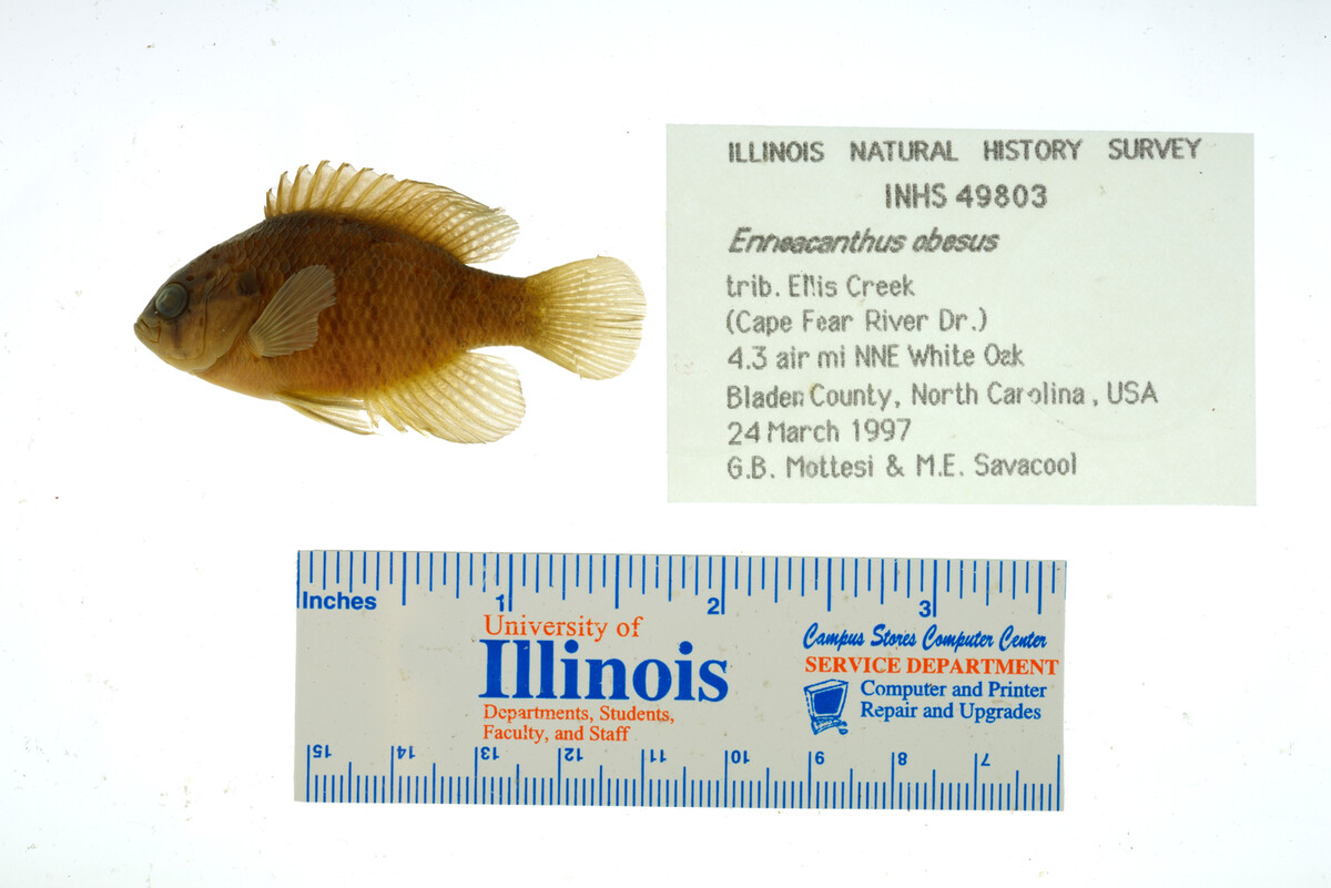 Enneacanthus obesus image