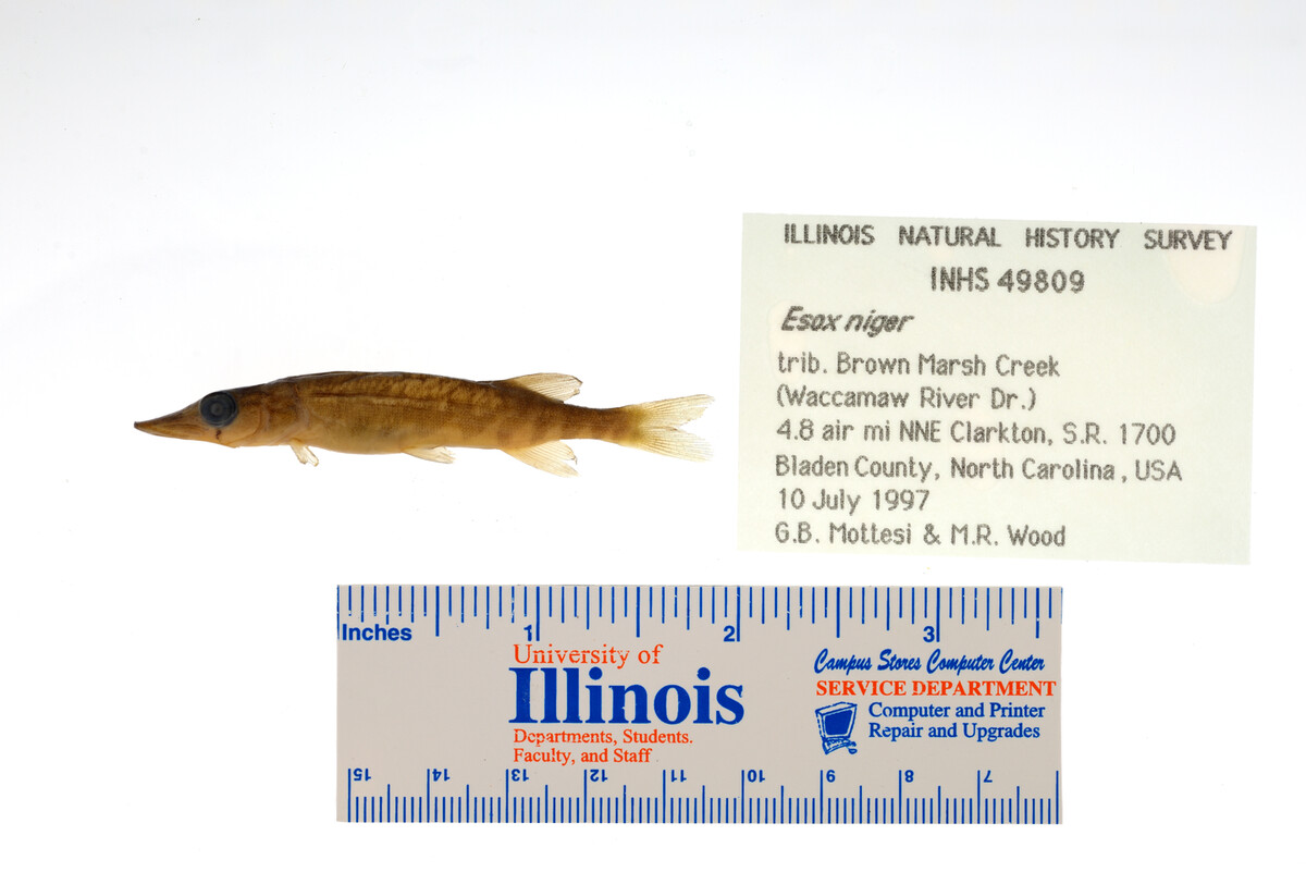 Esox niger image