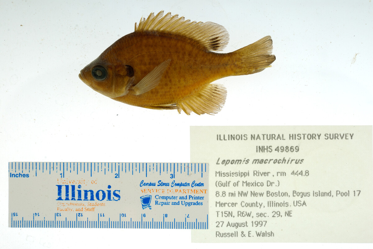 Lepomis macrochirus image