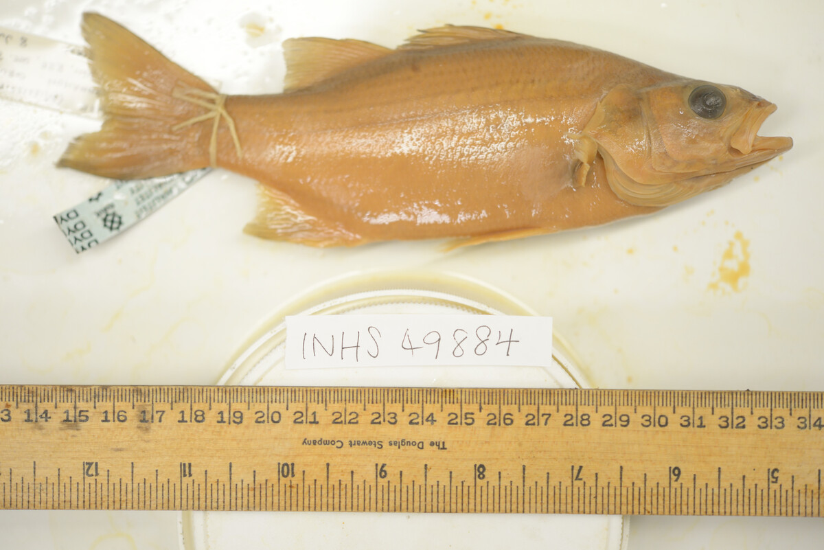 Morone chrysops image