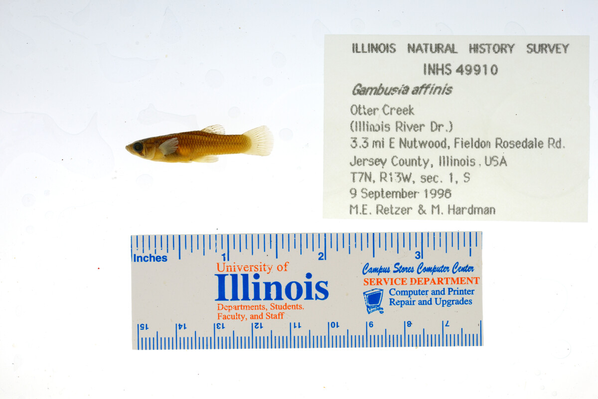Gambusia affinis image